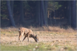 <p>SRNEC OBECNÝ (Capreolus capreolus) Šluknovsko - Valdek /European roe deer - Reh/</p>